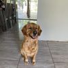 Cesar