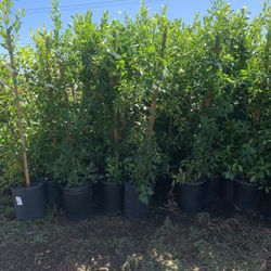 🌿 Ficus Natida – A Stunning Addition to Your Garden at Adam Hall’s Garden Center! 🌿