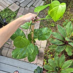 Trade Hawaiian Golden Potho's Plants 