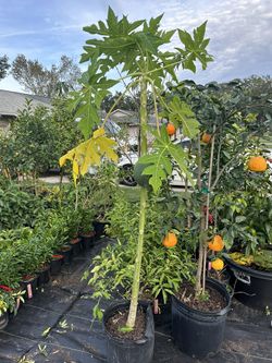 Dwarf Red Lady Papaya Tree 
