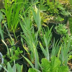 ANNUAL PLANT SALE (Cash Only Please)