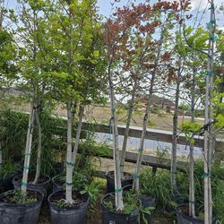 Red Oak Tree 15gallon 10ft Tall