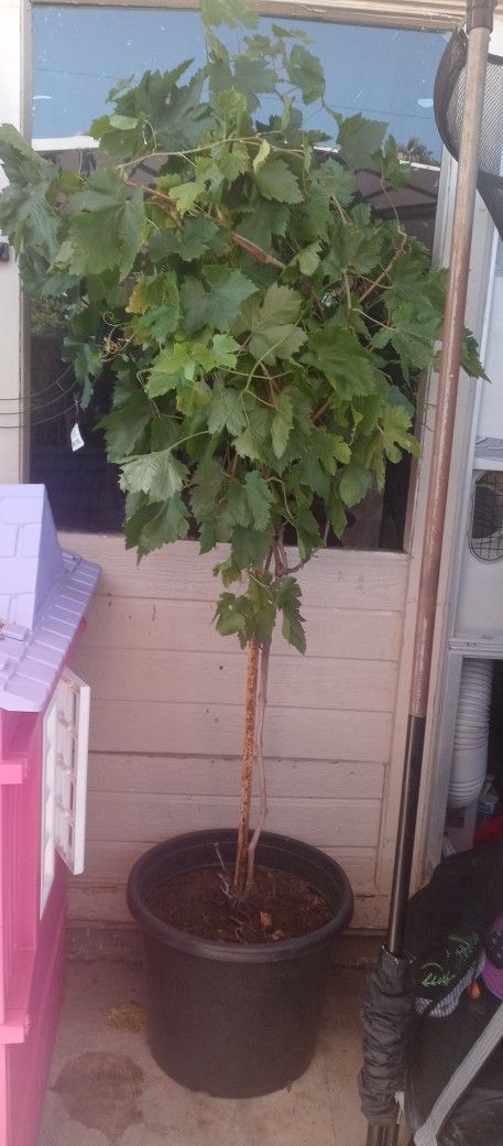 Plant