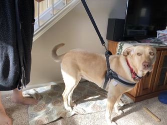 Top Paw Dog Harness