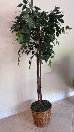Artificial Ficus Tree in Wicker Basket