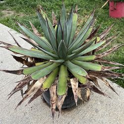 Agave 'Blue Glow’ Plant
