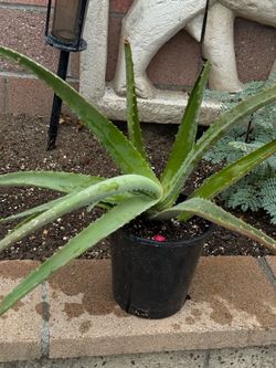 Aloe Vera