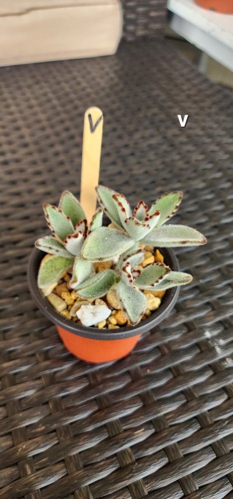 Kalanchoe Tomentosa Succulent