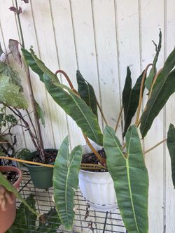 Philodendron billietiae plant