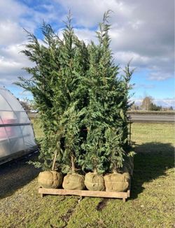 Leyland Cypress Tree 7-8 Feet Tall