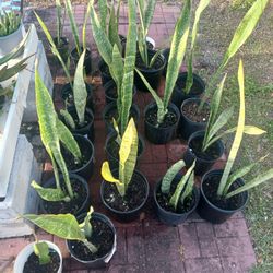 Snake Pants SALE 3 FOR $25