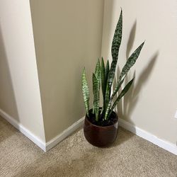Snake 🐍 Plant 