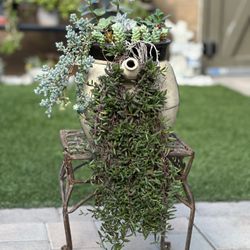 Assorted Succulent Plants 