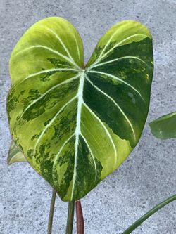 Philodendron Gloriosum Aurea