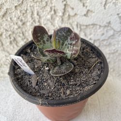 4 Inch Pot Succulent Plant - Rare Adromischus Trigynus - Calico Hearts - Rooted & Stablished - Drought Resistant 🪴