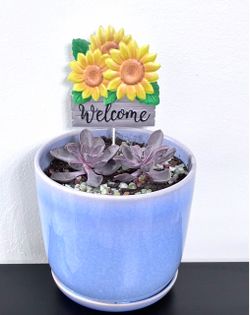 Succulent Plants For Sale 🪴Please Read Description