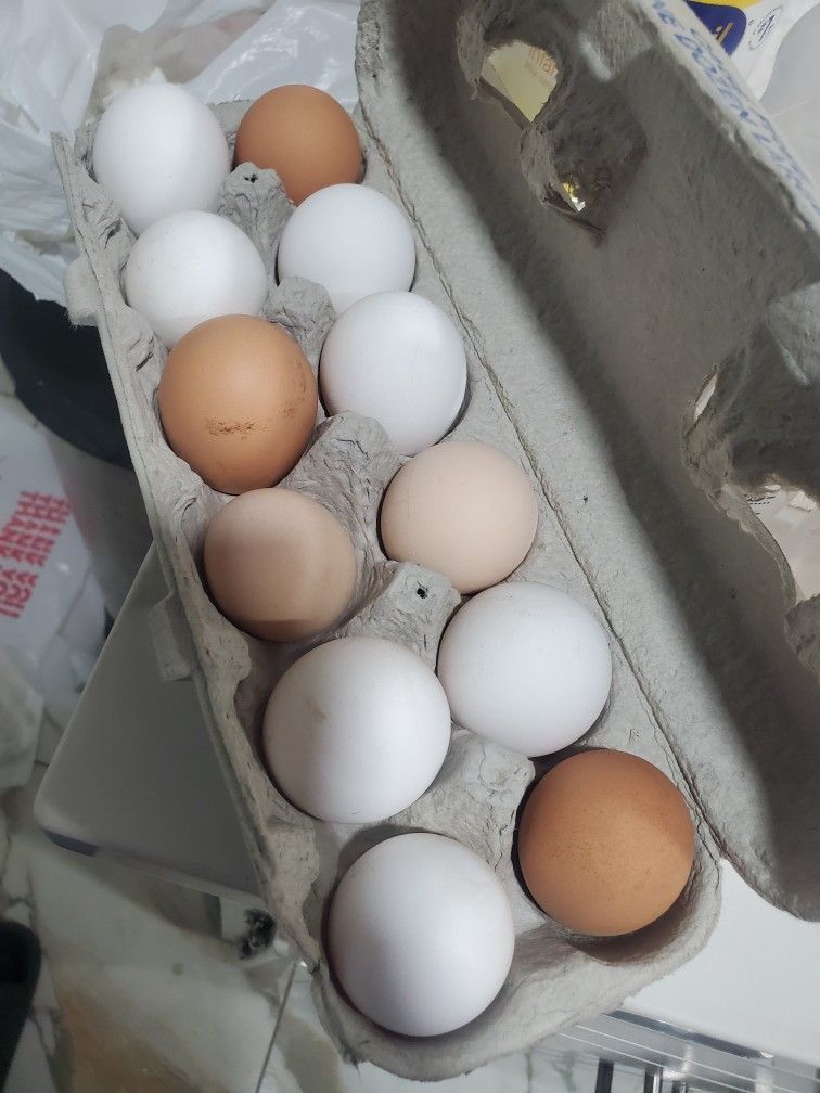 Fresh Eggs