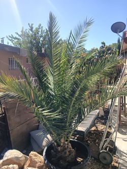 Canary Island Date palm