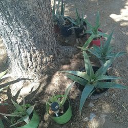 Aloe Vera Plant (Savilas)