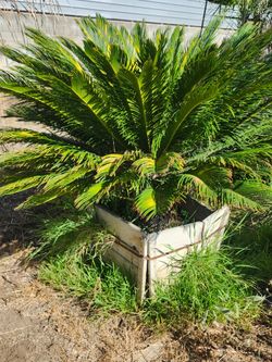 Planta