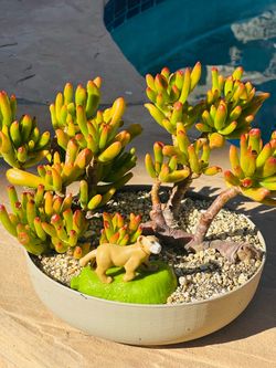 Crassula Hobbit Jade Bonsai in Round Planter