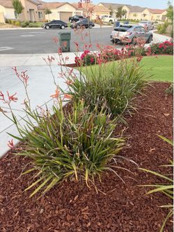 Plants landscaping