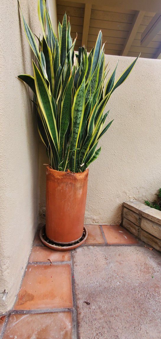6' Tall Large Snake Plant