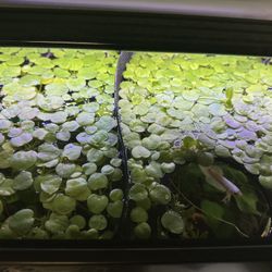 Live Frogbit Floating Aquarium Plant