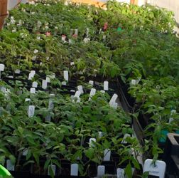 TOMATO PLANTS ORGANIC GROWN HERE TO THRIVE IN OUR CLIMATE READY NOW
