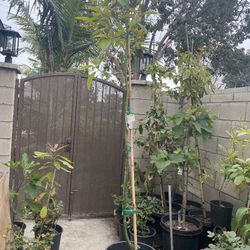 avocado trees 