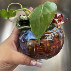 2 Heart Shaped Leaf Plant Cuttings With Cute Handmade Vase - 4$