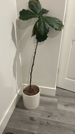 Beautiful Growing Fiddle Leaf 🍃 Plant With Modern white Planter - New!
