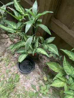 Brake fern Plant
