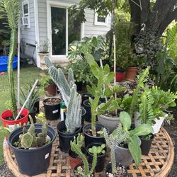 variedad de cactus precios varian