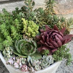 Live outdoor succulent arrangement in white ceramic pot