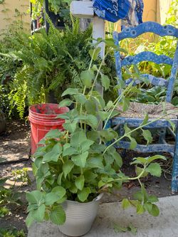 Oregano orejón