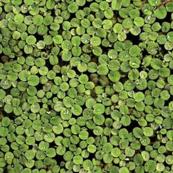 Floating Salvinia Plant For Freshwater Aquarium