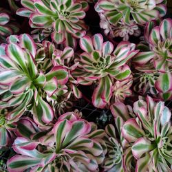Aeonium Pinkwith
