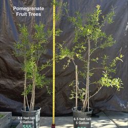 Two Healthy Live Pomegranate Fruit Trees 5- 6 Ft Tall (Price  Per  Plant)