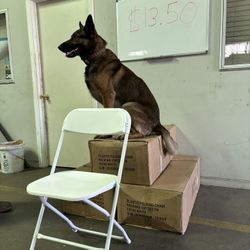 Chair (party Chair) (folding Chair) 