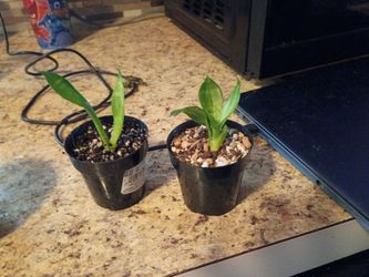 Small snake plants