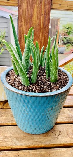 Live indoor Aloe Vera succulent plant in a textured ceramic planter flower pot—firm price