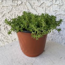 4 Inch Pot of Succulent Plant - Sedum Acre - Gold Moss - Rooted & Established Plant - Drought Resistant - 🪴