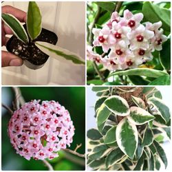 Hoya carnosa “Albomarginata” | Rooted, Sweetly Fragrant, Flowering House Plants | Not in Bloom