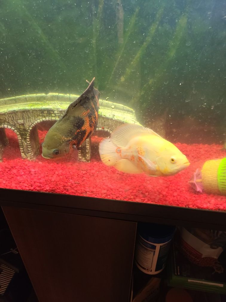 2 Oscar fish