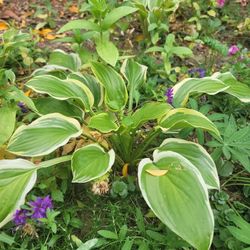 Hosta plants