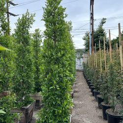 Ficus Nitida Indian Laurel Privacy Hedge