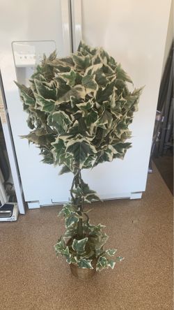 Silk plant!