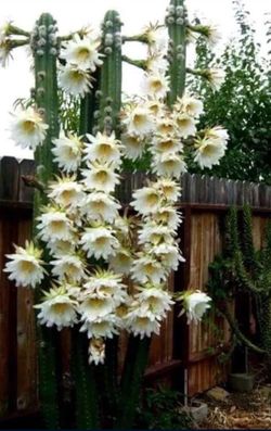 San Pedro Cactus 🌵