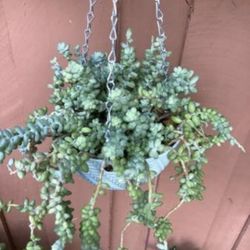 Sedum Donkey's Tail Plant with Hanger